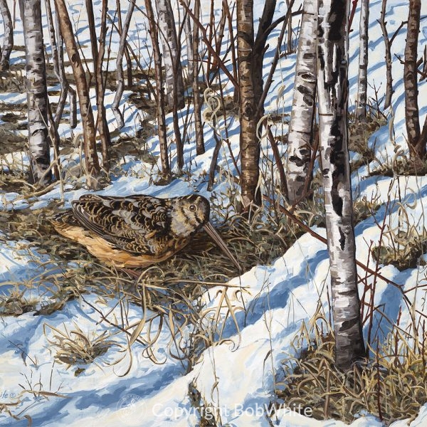 Spring Woodcock Print