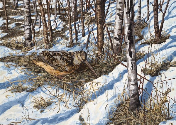 Spring Woodcock Cards