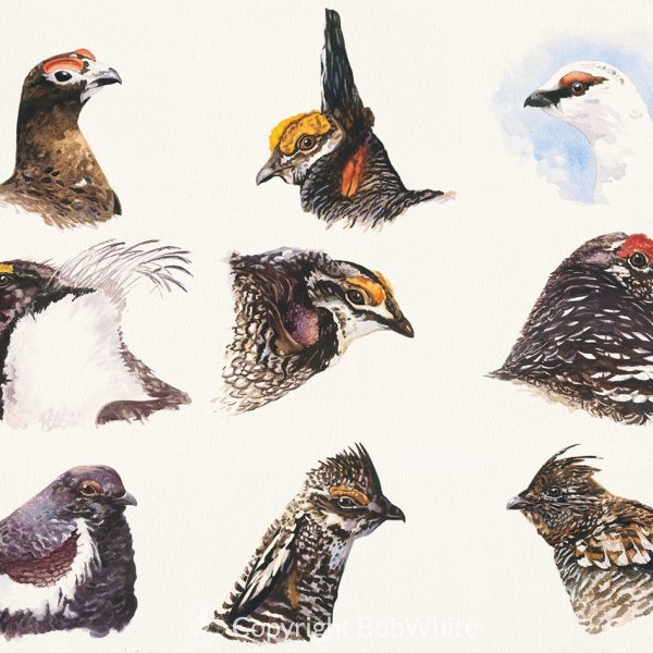 The Grouse of North America Print
