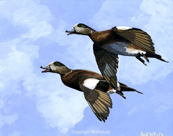 Widgeon