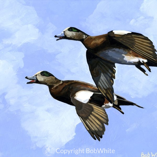 Widgeon