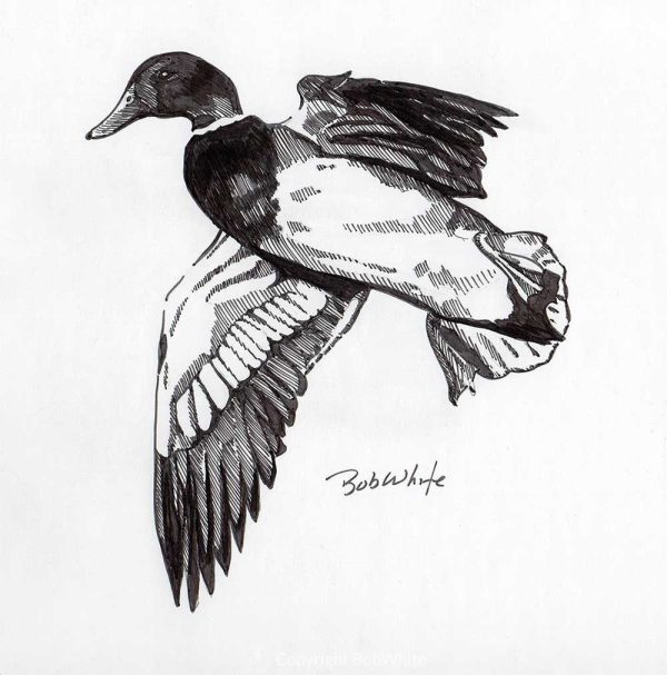 Cupped Mallard
