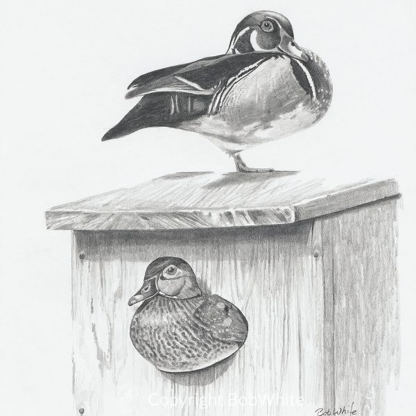 Spring Project - Wood Ducks