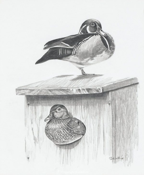 Spring Project - Wood Ducks