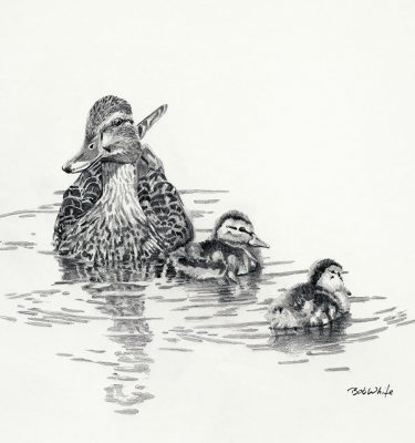 Mallard Brood - Neighborhood Ducks