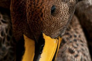 17 Yellow Billed Pintails