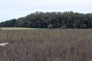 30 - In the Sunflower Fields