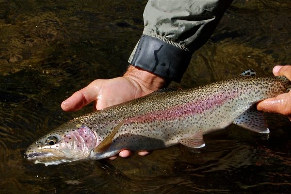 Rainbow Catch Release