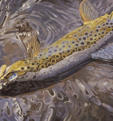 Color and Light Reflected - Brown Trout