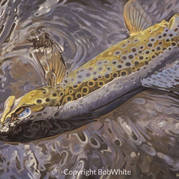 Color and Light Reflected - Brown Trout