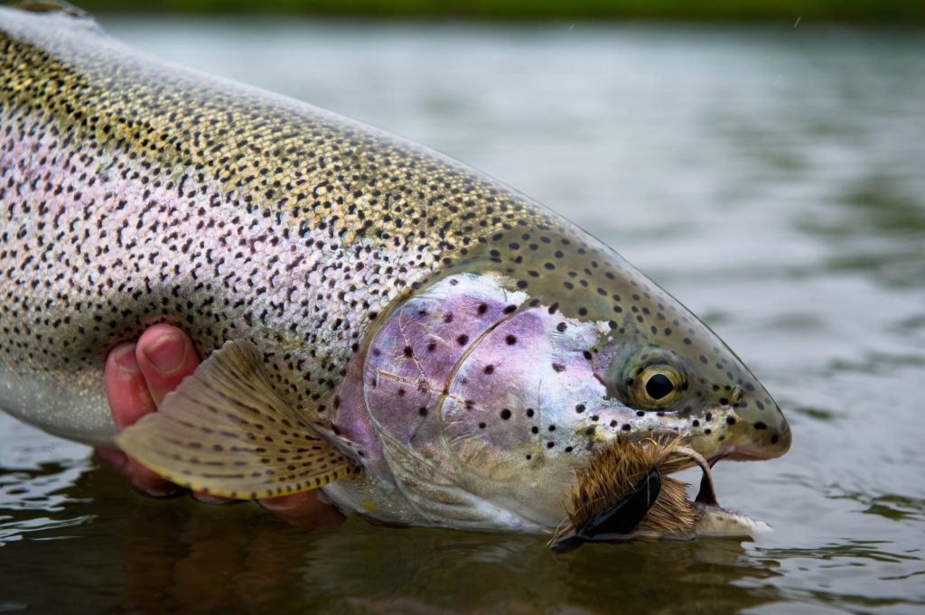 Alaska Fishing Opener 2022