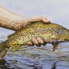 New Fine Art Prints