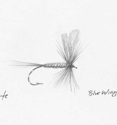 Blue Winged Olive Fly Drawing