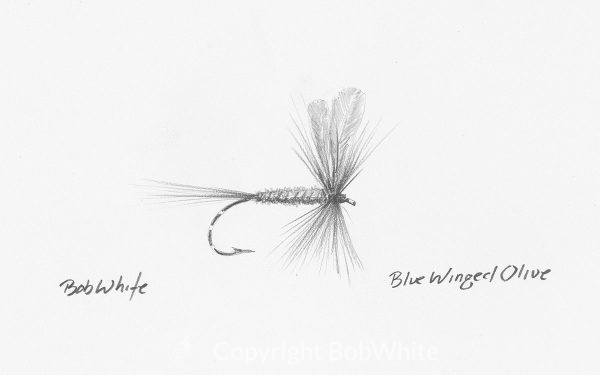 Blue Winged Olive Fly Drawing