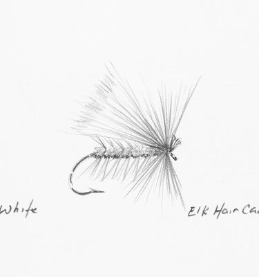Elk Hair Caddis Fly Drawing