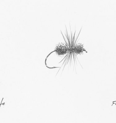 Fur Ant Fly Drawing