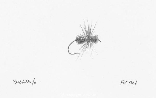 Fur Ant Fly Drawing