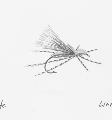 Llano Bug Fly Drawing