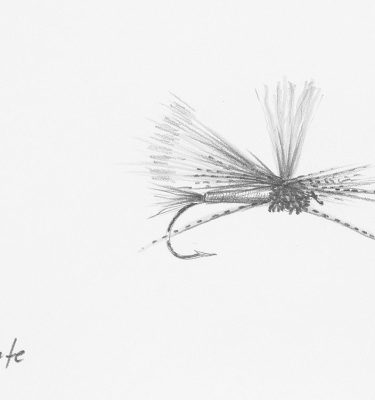 PMX Fly Drawing