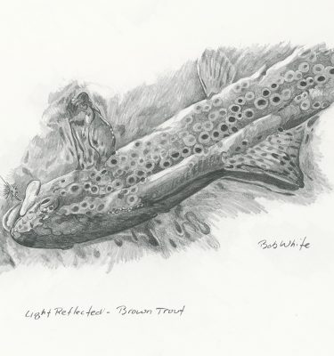 Light Reflected - Brown Trout