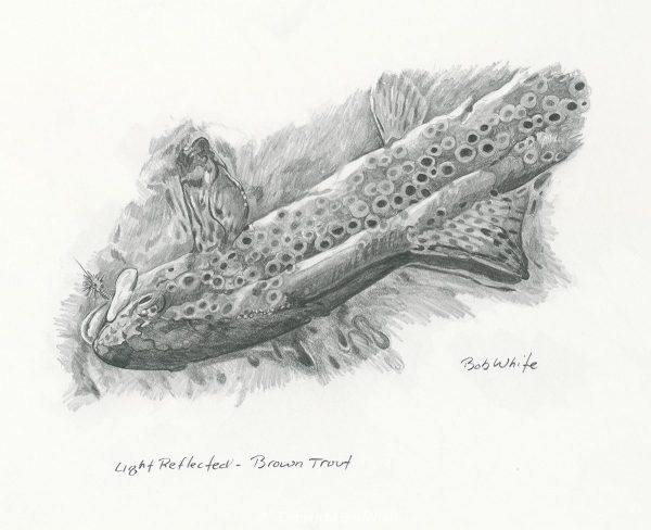 Light Reflected - Brown Trout