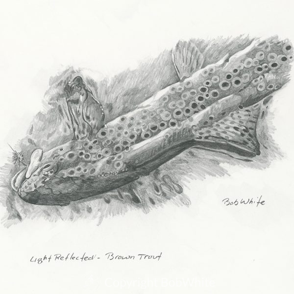 Light Reflected - Brown Trout