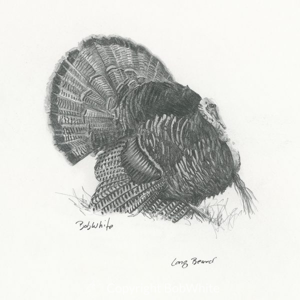 Long Beard Turkey Drawing