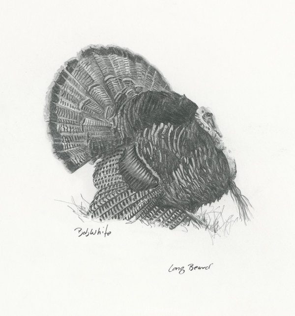 Long Beard Turkey Drawing