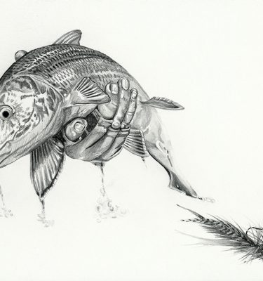 Bonefish Pencil Drawing