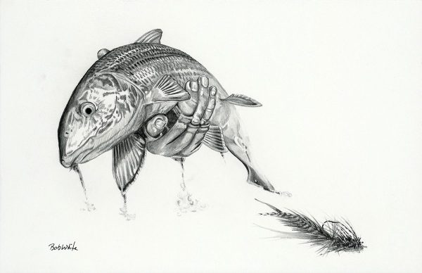 Bonefish Pencil Drawing