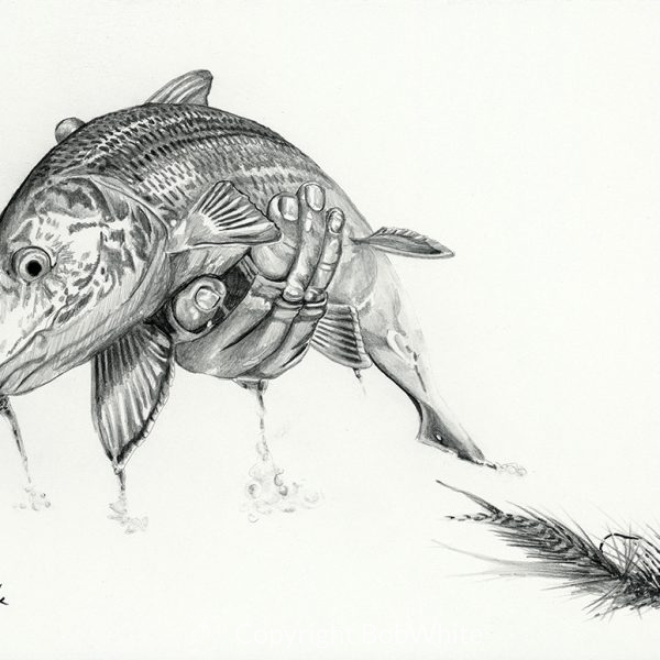 Bonefish Pencil Drawing