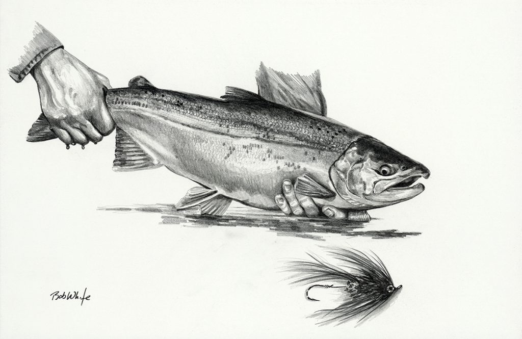 Pacific Salmon Pencil Drawing BobWhite Studio