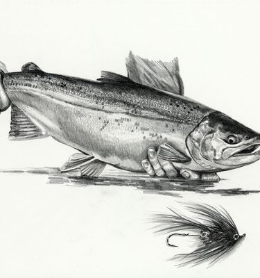 Pacific Salmon Pencil Drawing