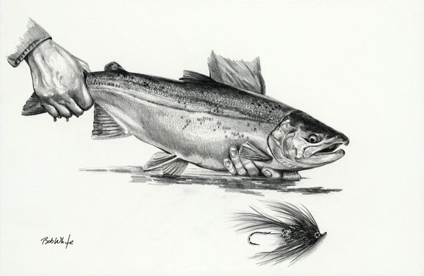 Pacific Salmon Pencil Drawing