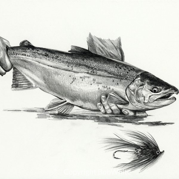 Pacific Salmon Pencil Drawing