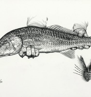 Redfish Pencil Drawing