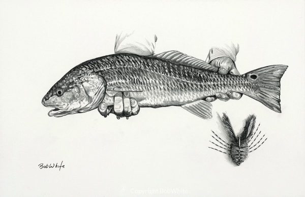 Redfish Pencil Drawing