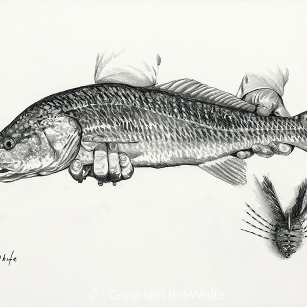 Redfish Pencil Drawing