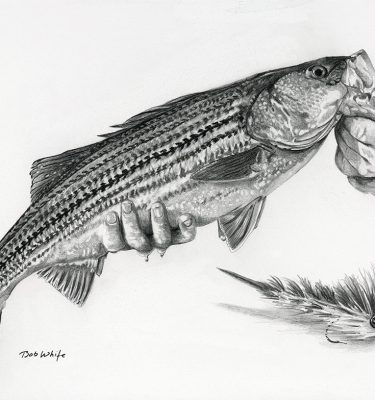 Striped Bass Pencil Drawing