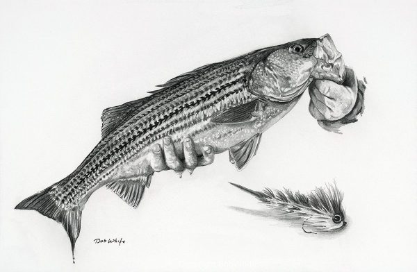 Striped Bass Pencil Drawing