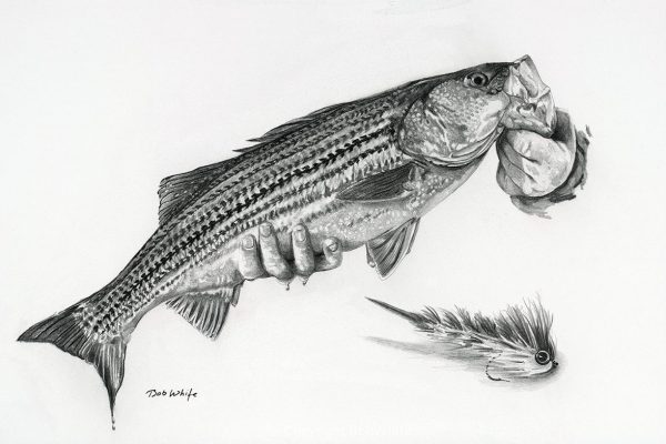 Striped Bass Pencil Drawing