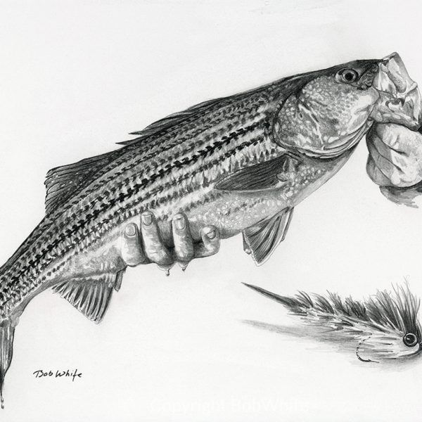 Striped Bass Pencil Drawing