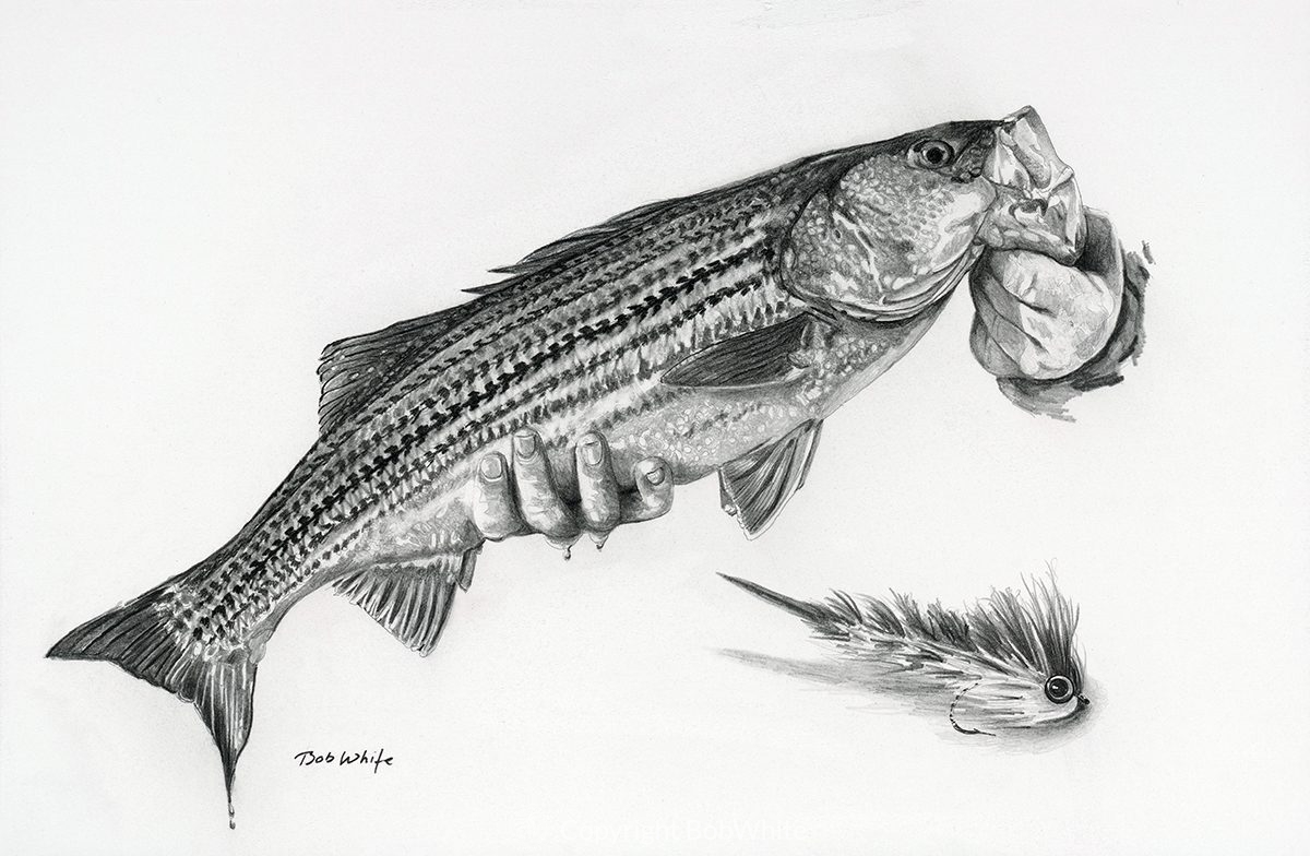 Striped Bass + Enrico Puglisi Pin Fish Print - BobWhite Studio