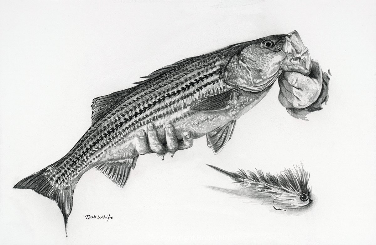 https://www.bobwhitestudio.com/store/wp-content/uploads/2022/11/Striped-Bass.jpg