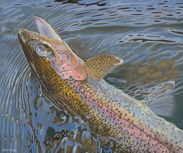 Color and Light Reflected - Rainbow Trout Print