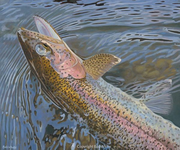 Color and Light Reflected - Rainbow Trout Print