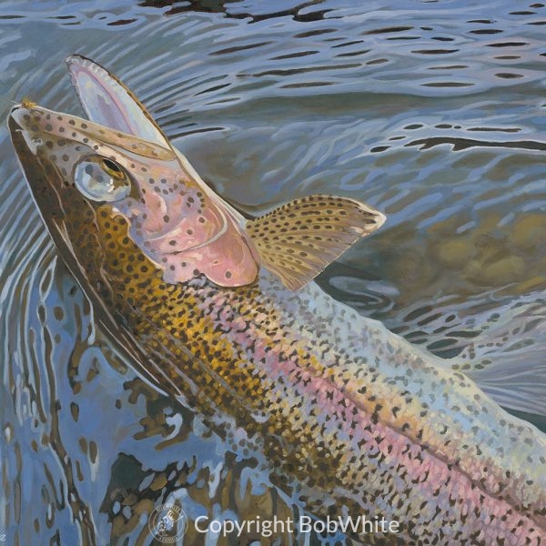 Color and Light Reflected - Rainbow Trout Print