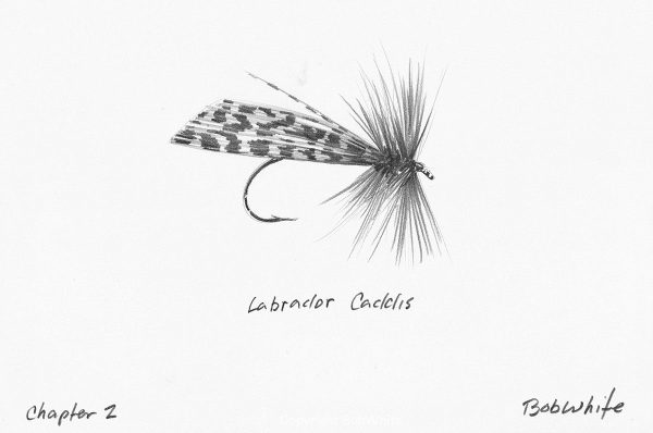 Labrador Caddis