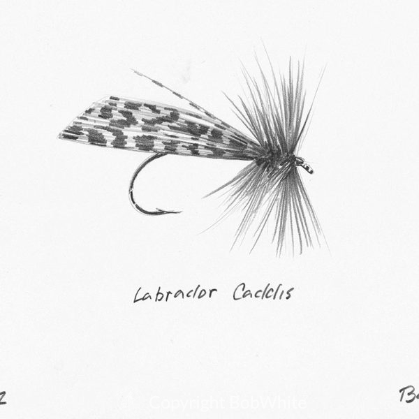 Labrador Caddis