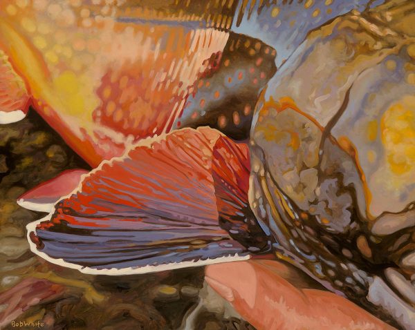 Color and Light Reflected - Brook Trout Print